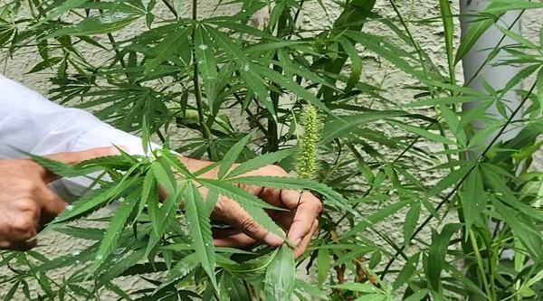 Ganja Plants Found in Gujarat University: ગુજરાતમાં વધુ એક યુનિવર્સિટીમાં ગાંજાના છોડ મળી આવ્યા, વાંચો વિગતે…