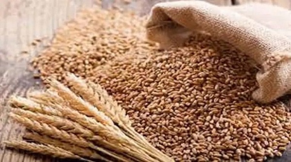 Wheat Price: હવે ઘઉં પર મોંઘવારીનો માર, એક કિલો પર ખર્ચવા પડશે આટલા રૂપિયા 1 Wheat