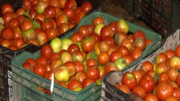Tomato cost down: 200 રૂપિયે કિલો વેચાતા ટામેટાંની કિંમત 20 રૂપિયે કિલો પહોંચી; જાણો ઝડપી ઘટી કિંમત 