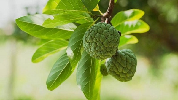 Benefits of Sitaphal: આ ફળના પાંદડા ત્વચાની જૂની ચમક પાછી લાવશે, બ્લડ શુગર પણ રહેશે નિયંત્રણમાં