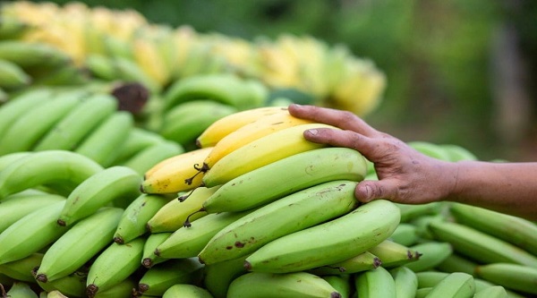 Benefits Of Raw Banana: સ્વાસ્થ્ય માટે લાભકારી હોય છે કાચા કેળા, આ બીમારીઓથી રાખે છે દૂર…