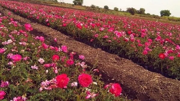 Flower cultivation in Rajkot: રાજકોટ જિલ્લામાં ફુલોની ખેતીમાં ગુલાબ કરતાં ગલગોટો આગળ