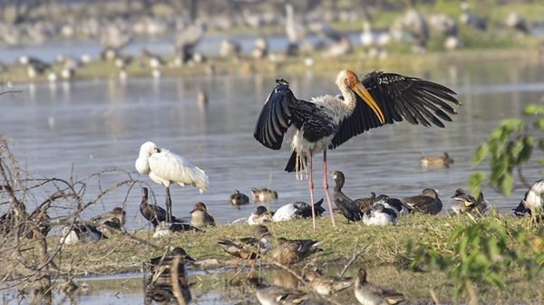 Thol Birds: થોળમાં પક્ષીઓની ગણતરી પૂર્ણ- અંદાજિત ૪૫ થી ૫૦ હજાર પક્ષીઓ હોવાનું તારણ 2 Thol Birds 1