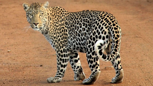 Leopard in Wawadi: અમરેલીના વાવડી ગામમાં દીપડાનો આતંક વધ્યો, મહિલા પર કર્યો જાનલેવા હુમલો