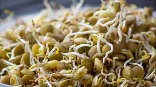 Sprouts Food: ફણગાવેલું કઠોળ ખાવાના છે અનેક ફાયદા, જાણો સ્પ્રાઉટ્સ ખાવાની સાચી રીત