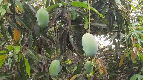 mango tree