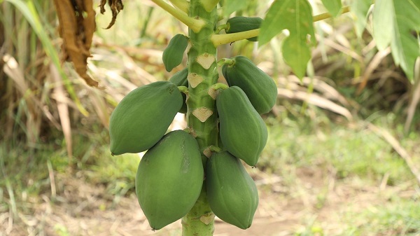 Increased income from organic farming papaya