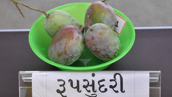 mango rupsundari