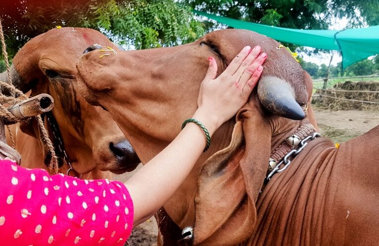 Sexed seamen in cattle: પશુઓમાં સેક્સડ સીમેન ડોઝથી કૃત્રિમ બીજદાનની ફી ઘટાડીને રૂ. 50 કરાઈ