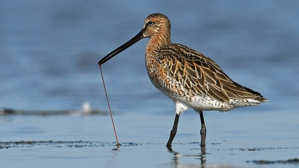 Bird life in Gujarat: ગુજરાત ‘પક્ષી જીવન’ માટે સ્વર્ગ તરીકે પ્રસ્થાપિત: વાંચો વિશેષ અહેવાલ 3 Bird life in Gujarat