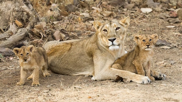 PM Modi clicked photos in Gir: ગીરમાં સિંહો અને સિંહણો! મેં ફોટોગ્રાફી કરવાનો પ્રયાસ કર્યો: પ્રધાનમંત્રી 4 PM Modi clicked photos in Gir