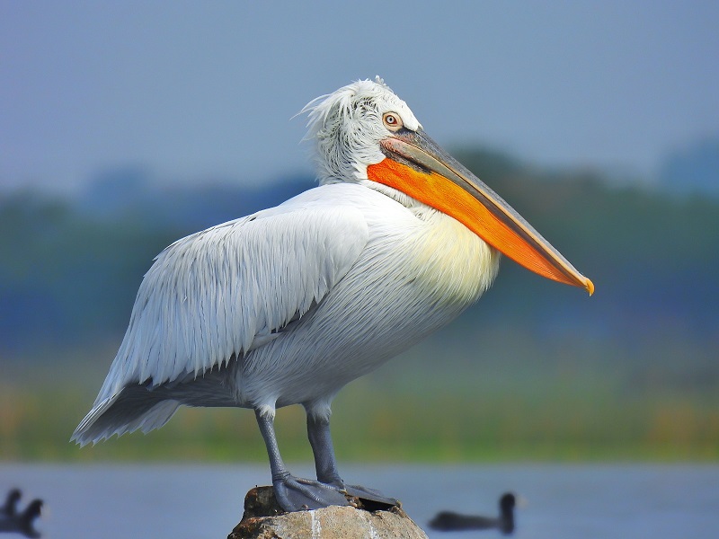Sanctuaries of Gujarat: છેલ્લા બે વર્ષમાં અંદાજે 14.20 લાખથી વધુ યાયાવર પક્ષીઓ બન્યા ગુજરાતના મહેમાન 3 Sanctuaries of Gujarat