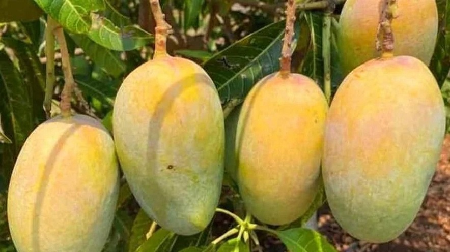 Kesar Mango Festival: અમદાવાદીઓ મન મૂકીને માણશે રસાયણમુક્ત કેરીની જ્યાફત 1 kesar mango