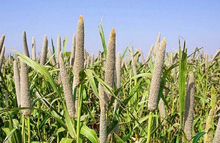 How to grow millet: પોષકતત્વોનો ખજાનો બાજરો: જાણો પ્રાકૃતિક ખેતીથી બાજરો ઉગાડવાની રીત