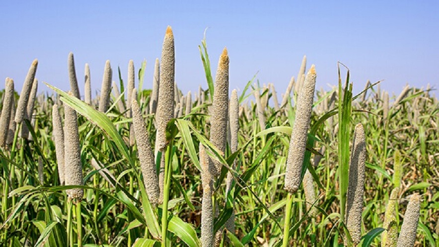 Bajra farming