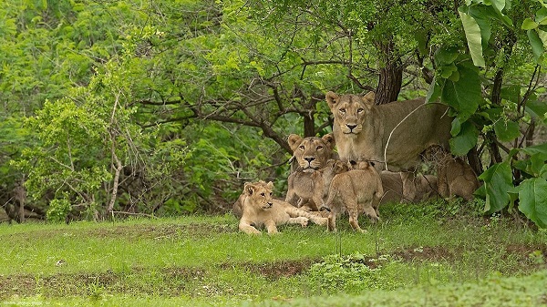 Gir, sasan lion: Vibrant Gujarat