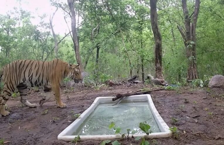Tiger habitat in Ratanmahal Sanctuary: દાહોદના રતનમહાલ અભ્યારણમાં વાઘનો કાયમી વસવાટ