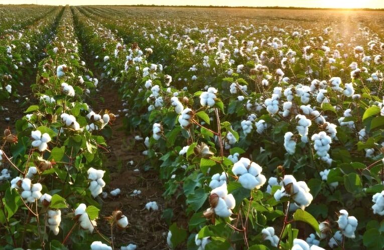 Cotton Farmers Gujarat: કપાસ ઉત્પાદન વધારવા ‘મિશન ફોર કોટન પ્રોડક્ટિવિટી’ અમલમાં 31 Cotton farming 884x497 1