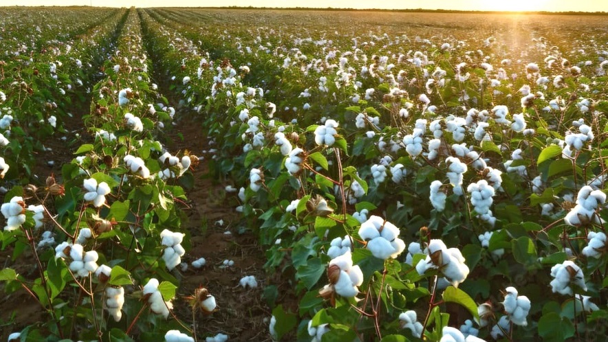 Cotton Farmers Gujarat: કપાસ ઉત્પાદન વધારવા ‘મિશન ફોર કોટન પ્રોડક્ટિવિટી’ અમલમાં 4 Cotton farming 884x497 1