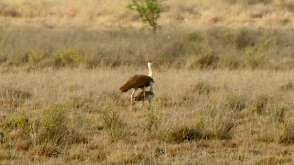 Kutch Wildlife
