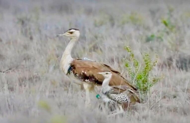 Kutch Wildlife: નલિયામાં ઘોરાડનું બચ્ચું સુરક્ષિત રીતે વિકસ્યું