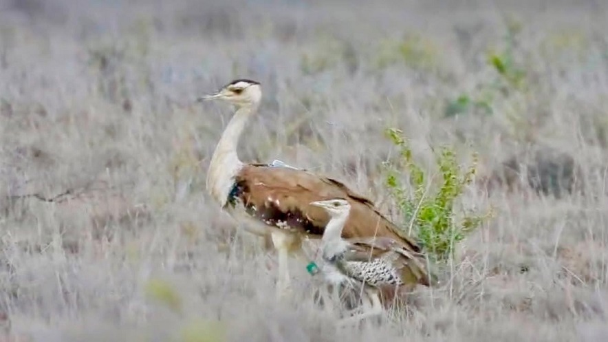 Kutch Wildlife
