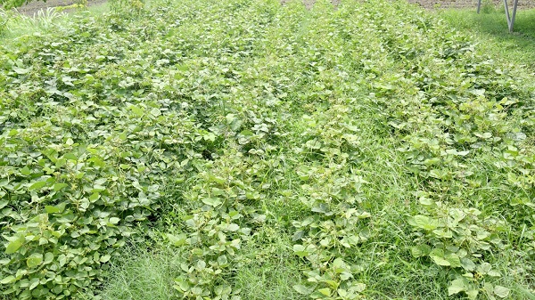 Natural Farming: જમીનને બનાવો જીવંત, પ્રાકૃતિક ખેતીની શરૂઆત કરો 2 Natural Farming