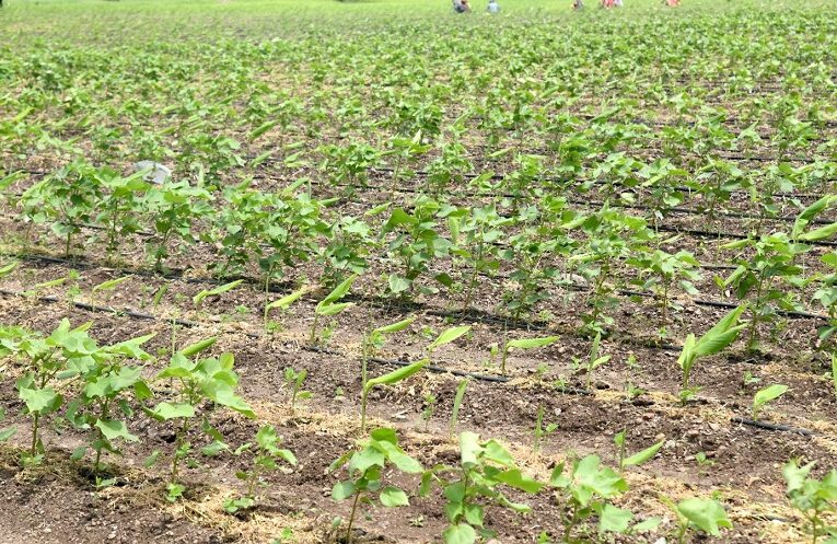 Natural Farming: જમીનને બનાવો જીવંત, પ્રાકૃતિક ખેતીની શરૂઆત કરો